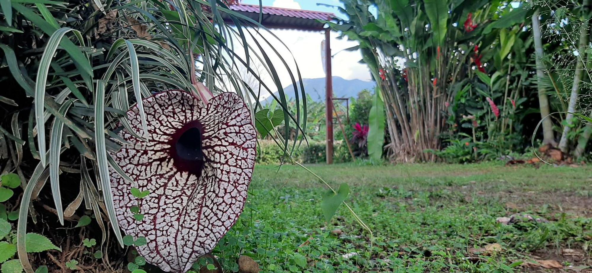 Jardin Entre Montanas Bed & Breakfast Bijagua Exterior photo