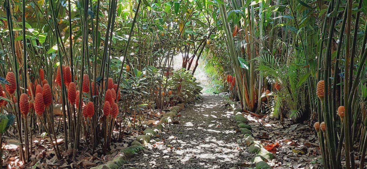 Jardin Entre Montanas Bed & Breakfast Bijagua Exterior photo